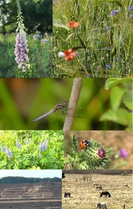 Collage Rekultivierung